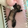 dairy_kitty