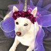 lunatheunidog