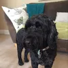 epicdoglover1