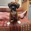carlyharding2