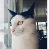 felix_katt