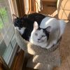 highfivingcats