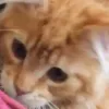 kitty2catworld