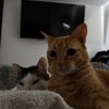 samanthacat6