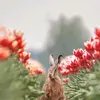 tralalalaaaaa5