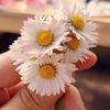 papatyam__034