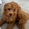 turbo_thetoypoodle