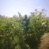 vicky_theoddie_queen