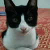 merych.t