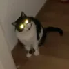 lisystr