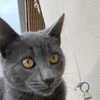lamoliiino