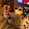 two.dalmatians
