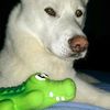 huskiebug11