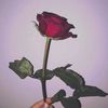 maleshkallanoss