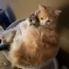 meowmeowmeowmeowmp