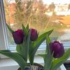 maja_rasmussen_