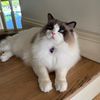 msreginaphalangee