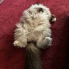 merlintheflerken