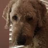 coopdogandkar