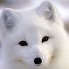 sofi_3883