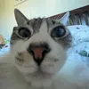 arimsdj