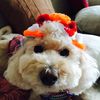happy_face_dogs