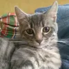 miagiadina12