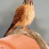 ivan_rosas453