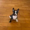 badjuuu