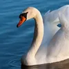 kaczuszkaaa2