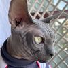 bennythesphynxitalia