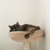 sofihomecat