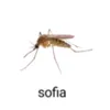 sdv_fg