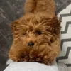 biscuitxx