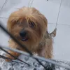 ops.dog