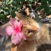 hisnutsweet
