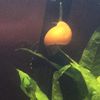 snailtube