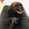 _lunatheferret_