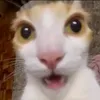 thaysswr