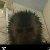 ara_guerrero02