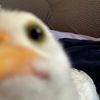 luciiws_
