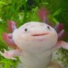 axolotl_mcshizzle