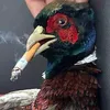 pheasanttrinity