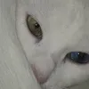tomateverde666