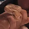 robsreptilelife