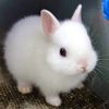 bunnyprinccess