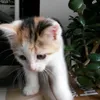 the.meowing.duo
