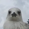 rudepeanutoo