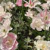 flower94__