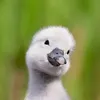 xdsandra_